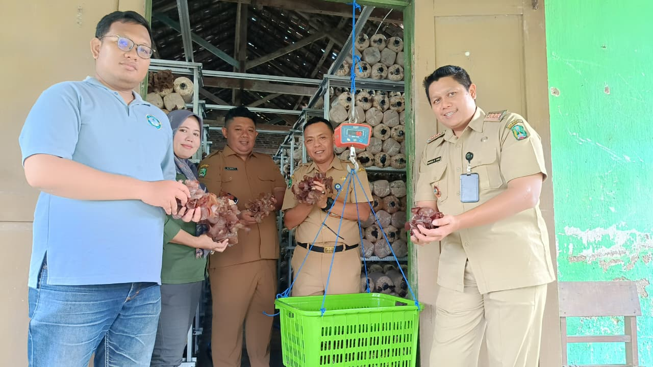 PANEN PERDANA BUDIDAYA JAMUR KUPING OLEH BUMDES TUMUJU DESA TULUNG 